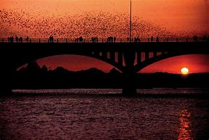 World's Largest Urban Bat Colony