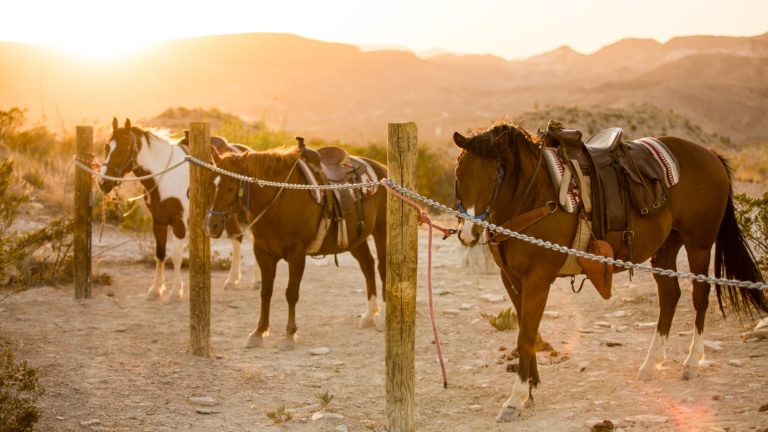 activities 05 768x432