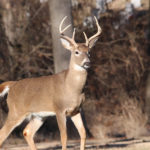 deer hunting essential gear