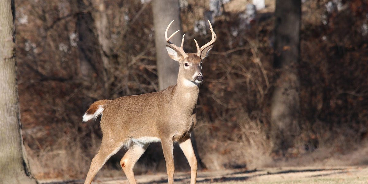 Texas Deer Hunting Essentials