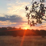 texas public land deer hunting