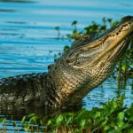 texas lakes with gators