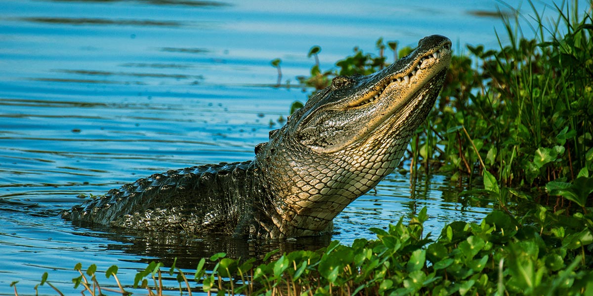 Texas Lakes with Gators