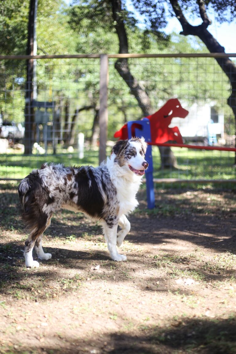 HC170 barkpark3 16 1 768x1152