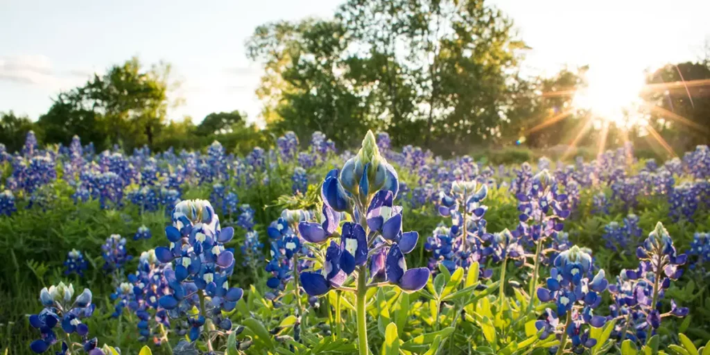 fredericksburg texas