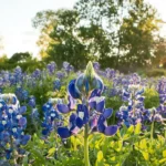 fredericksburg texas