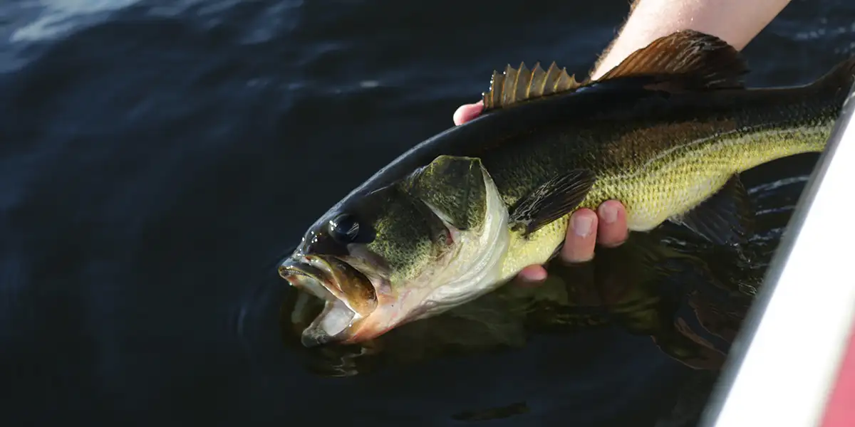 Planning the Perfect Fishing Trip in Texas