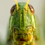Texas grasshopper infestation