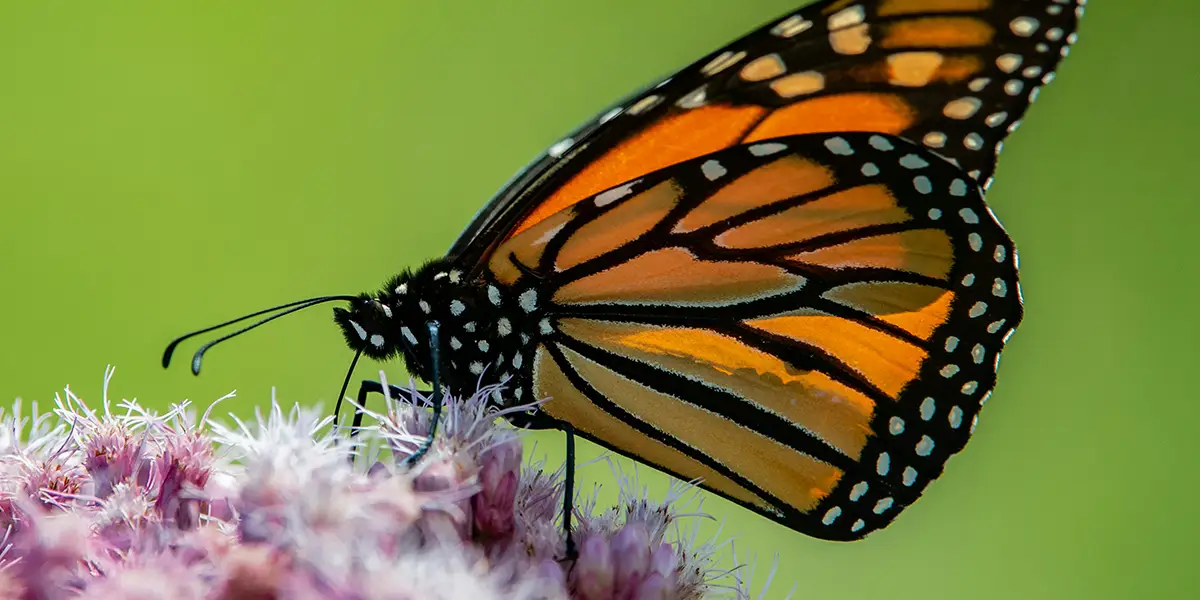 Fluttering Through Texas: Exploring the Wonders of the Texas Butterfly Migration