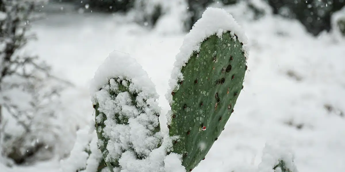 snow on a cactus in Texas