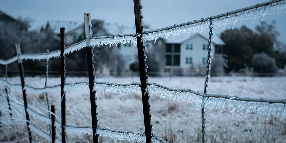 winter in a Texas field