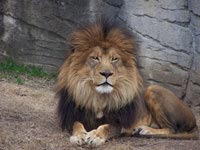 One of the lions at the Waco Zoo