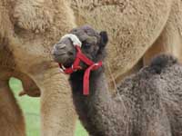 Baby Dromedary Camel at Sharkarosa Ranch