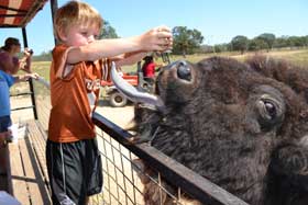 Feeding the water buffalo